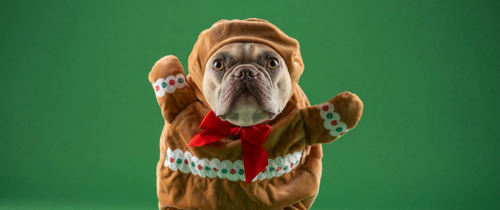 a dog dressed up as a gingerbread man at The Maxwell