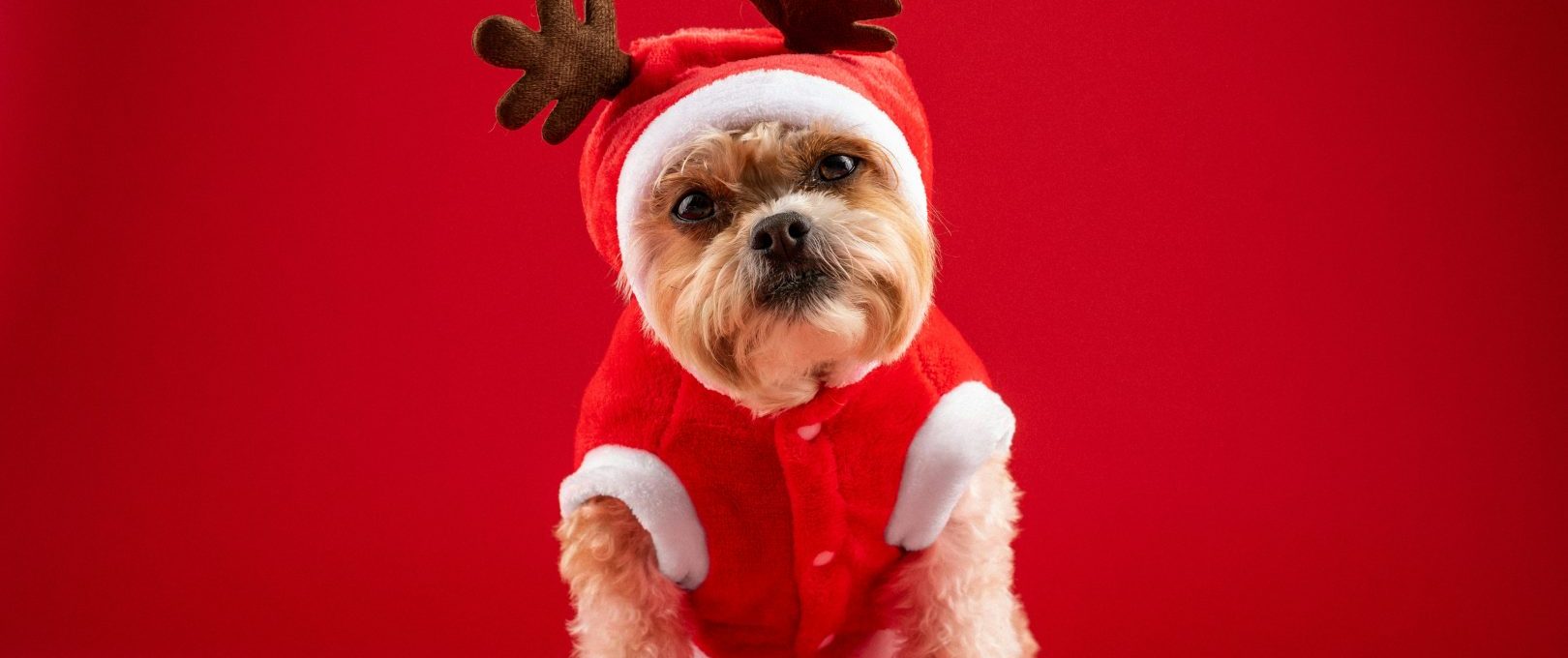 a small dog dressed in a reindeer outfit at The Maxwell